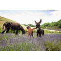 Cecile and her donkeys in a lavender field
