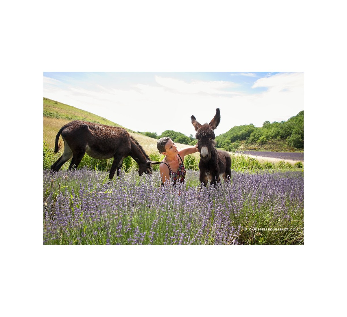Cécile est ses ânesses dans champ de lavande Hitton