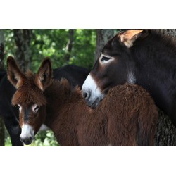 Medium donkey cuddly toy 2