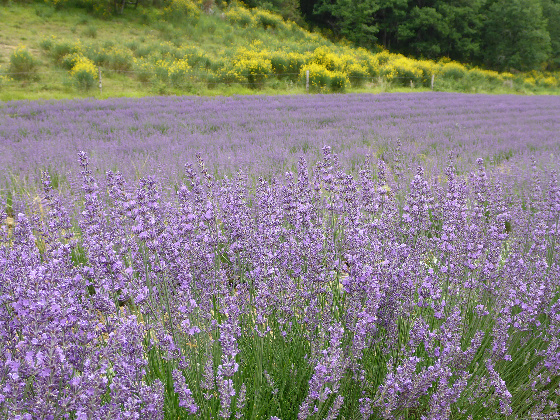 Organic aromatic plants grown at Ferme du Hitton in France